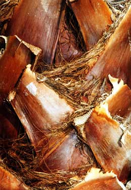 Palm Bark