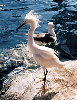 White Crane