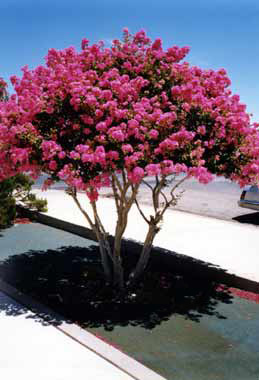 Pink Crepe Myrtle