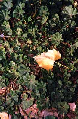 Ground cover