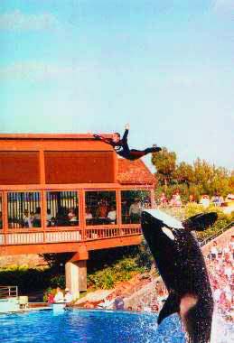 Orca!
