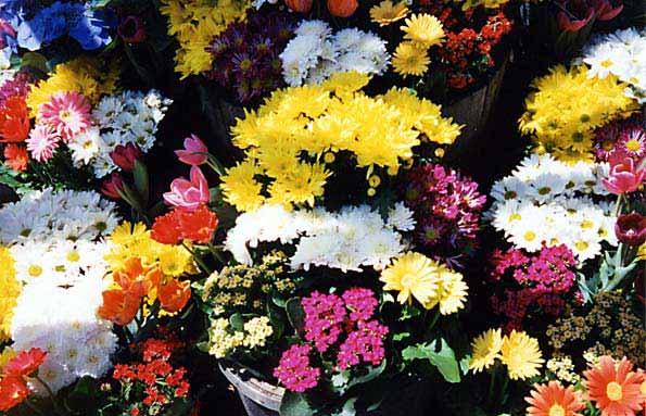 Katies Flowers