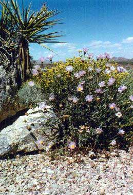 Desert Spring