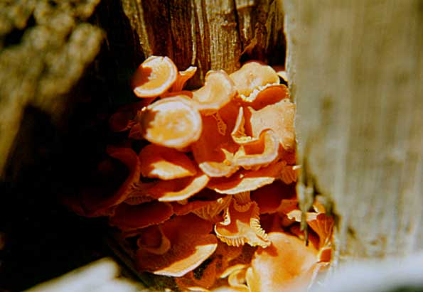 Live Fungi