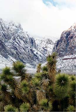Desert Snow