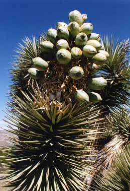 Yucca Fruit